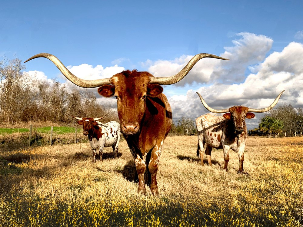 Texas longhorns in a golden Hill Country field
